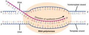 transcription
