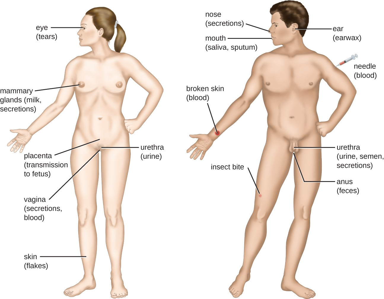 Pathogens leave the body of an infected host through various portals of exit to infect new hosts.