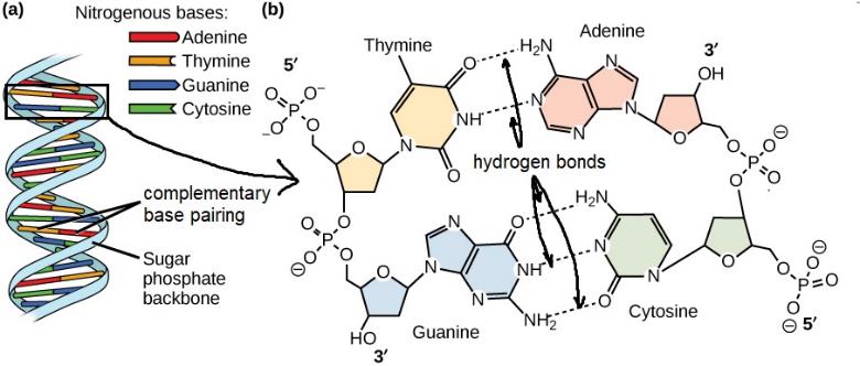 Figure 3.30. (a) DNA double helix molecule showing the two complementary strands. The strands are held together by hydrogen bonds between cytosines and guanines, and adenines and thymines; (b) detail showing each nucleotide with its phosphate group, deoxyribose, and nitrogenous base, which form hydrogen bonds with complementary bases. Art derivative of OpenStax College – CC-BY
