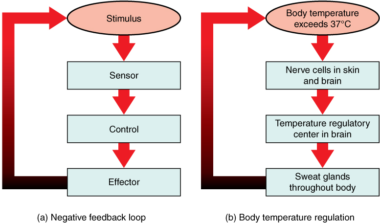 Figure 1.3 In a negative feedback loop, a stimulus—a deviation from a set point—is resisted through a physiological process that returns the body to homeostasis. (a) A negative feedback loop has four basic parts. (b) Body temperature is regulated by negative feedback. Art by OpenStax College – CC-BY