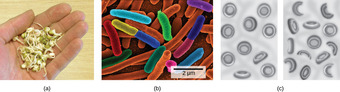 Bacterial illnesses from food