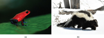 Examples of aposematic coloration