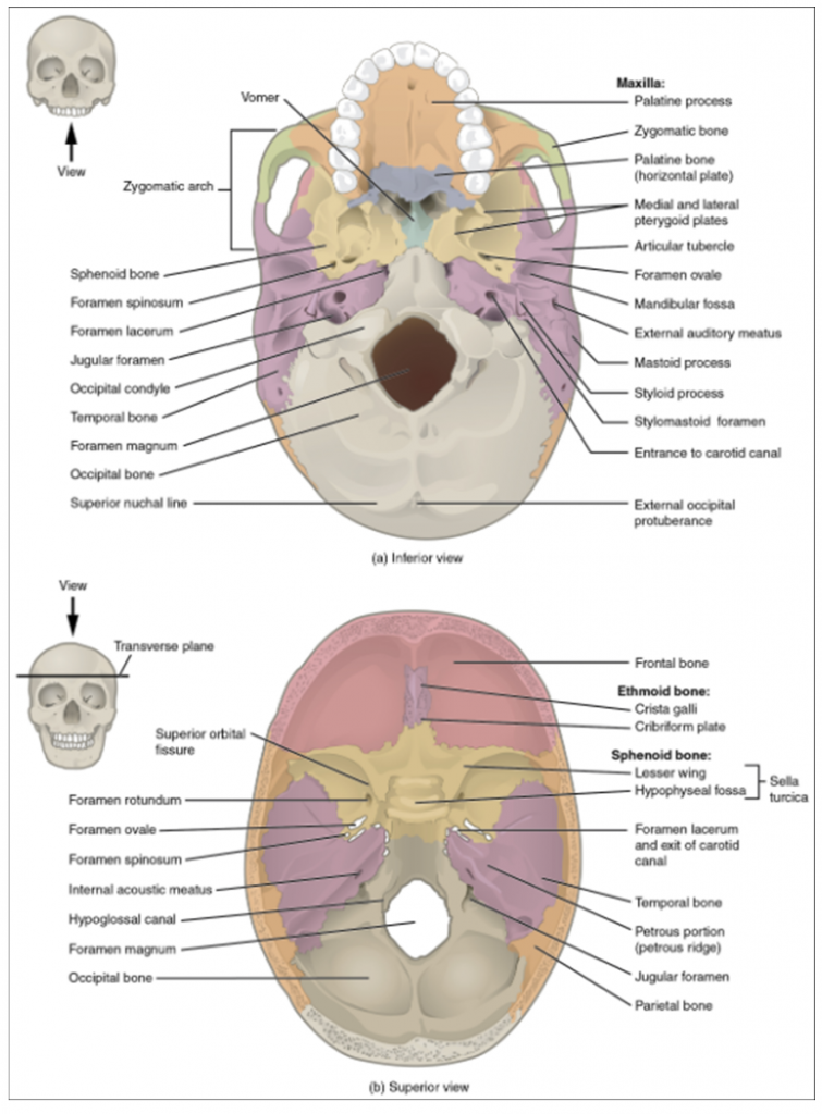 External and internal views of base of skull. (a) The hard palate is formed anteriorly by the palatine processes of the maxilla bones and posteriorly by the horizontal plate of the palatine bones. (b) The complex floor of the cranial cavity is formed by the frontal, ethmoid, sphenoid, temporal, and occipital bones. The lesser wing of the sphenoid bone separates the anterior and middle cranial fossae. The petrous ridge (petrous portion of temporal bone) separates the middle and posterior cranial fossae.