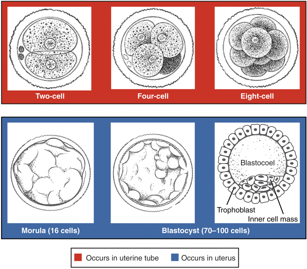 Pre-embryonic cleavages.