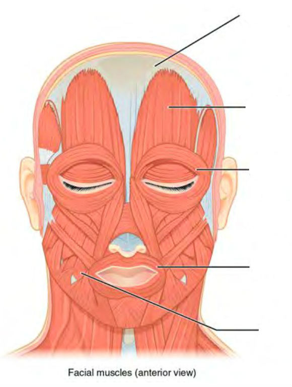 Predefined spaces to Label the muscles of head in Anterior view