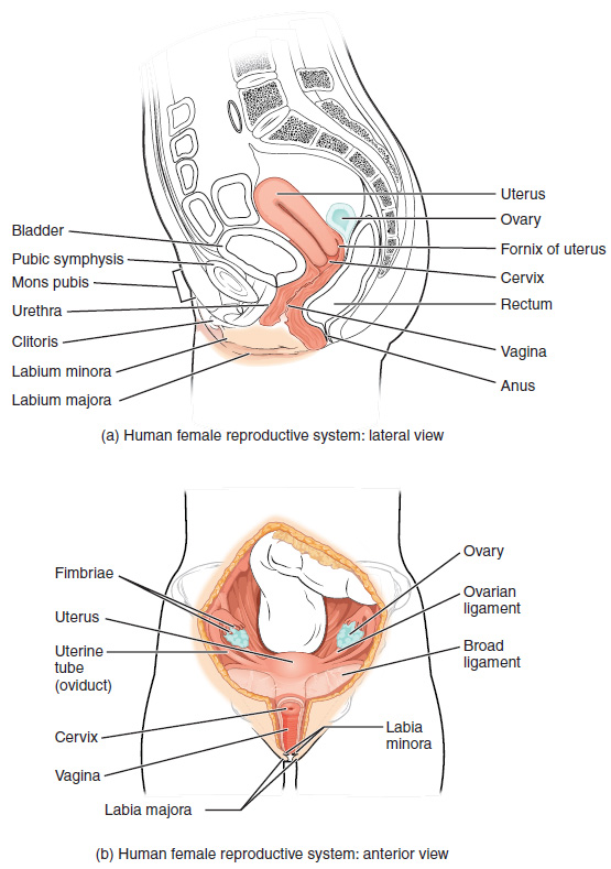 Female reproductive system