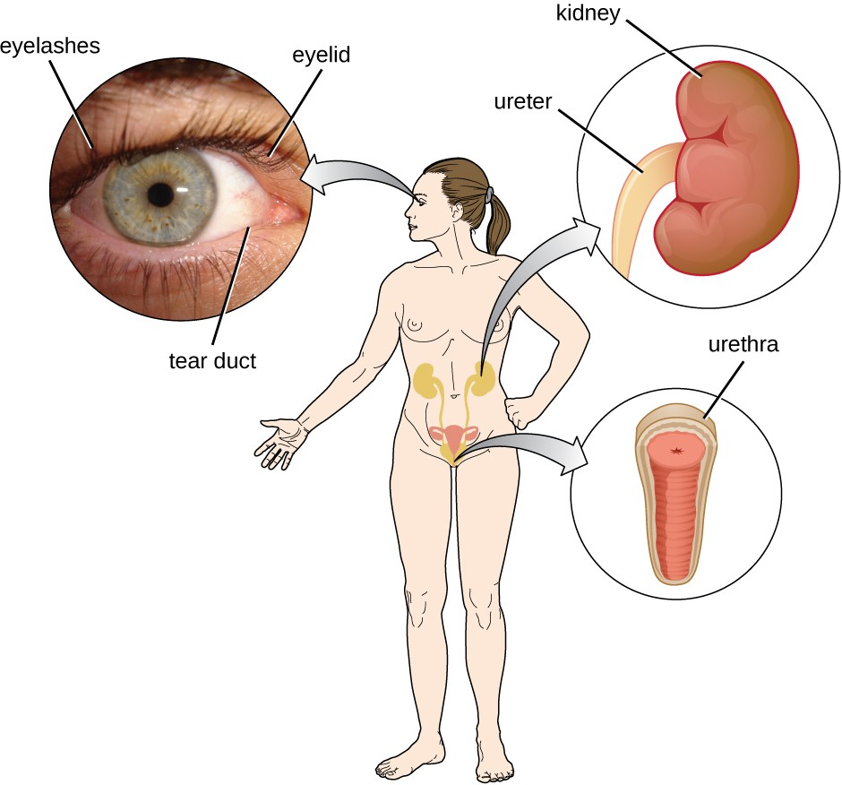 Tears flush microbes away from the surface of the eye. Urine washes microbes out of the urinary tract as it passes through; as a result, the urinary system is normally sterile.