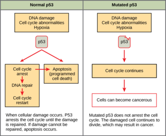 Function of Normal and Mutated p53 genes