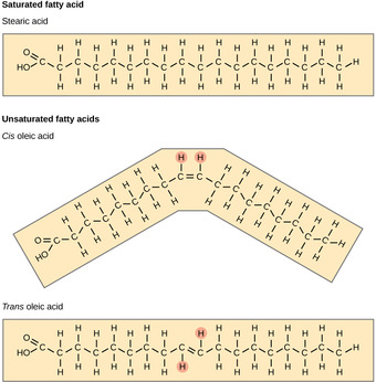 Fatty Acids