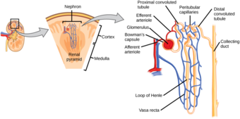 Diagram of a nephron 

