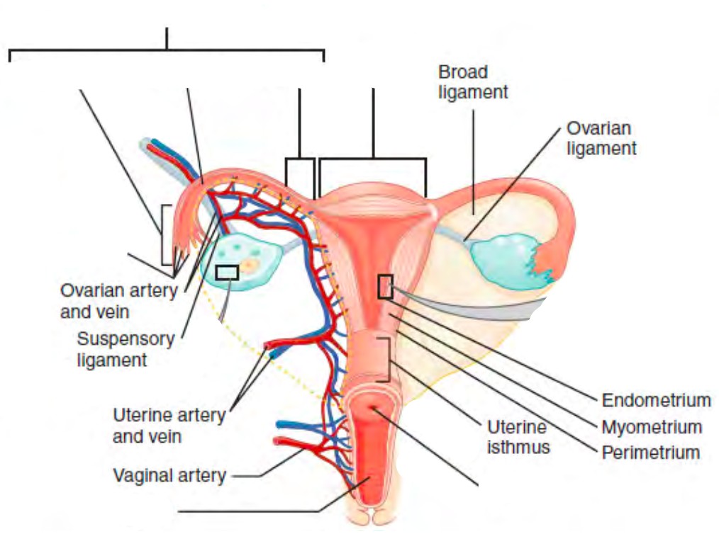 Predefined spaces to Label the structures of the uterus