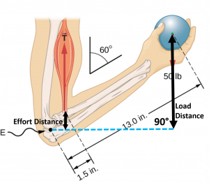 Figure is a schematic drawing of a forearm rotated around the elbow. A 50 pound ball is held in the palm. The distance between the elbow and the ball is 13 inches. The distance between the elbow and the biceps muscle, which causes a torque around the elbow, is 1.5 inches. Forearm forms a 60 degree angle with the upper arm. A horizontal line extends from the elbow joint. The distance from this line to the attachment point of the forearm is the distance the effort moved and the distance from this line to the center of the weight is the distance the load moved.
