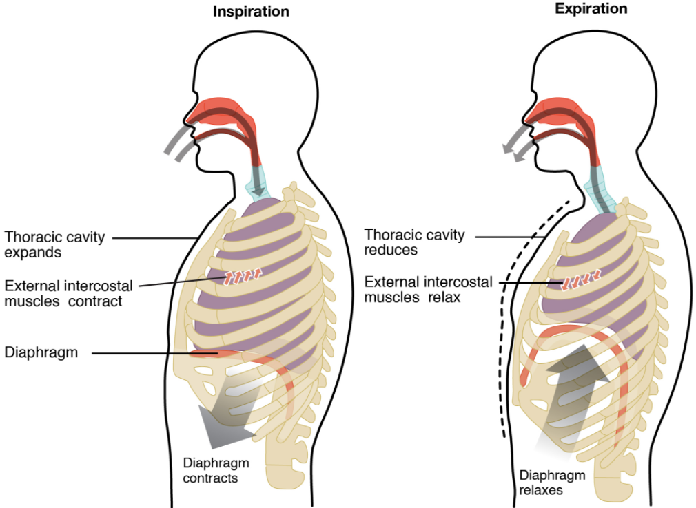 Diagram if inspiration and expiration