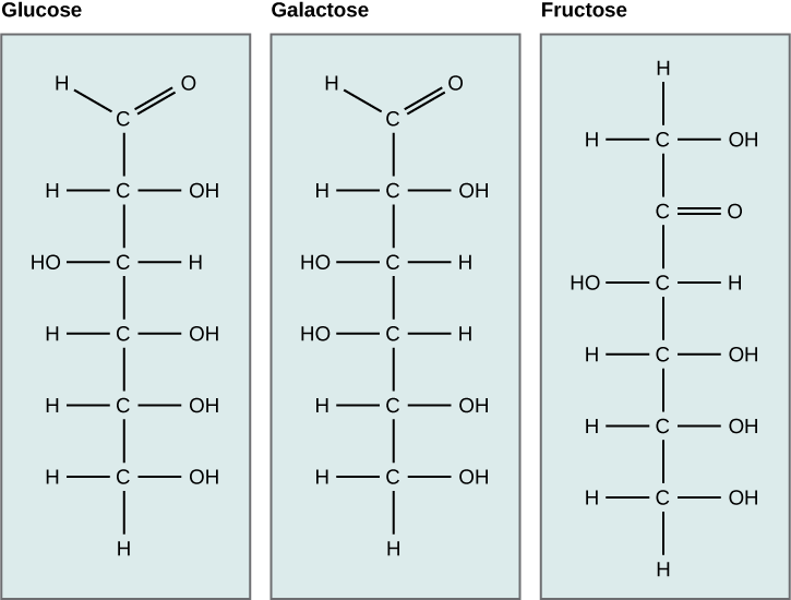 Glucose isomers. Glucose, galactose, and fructose
