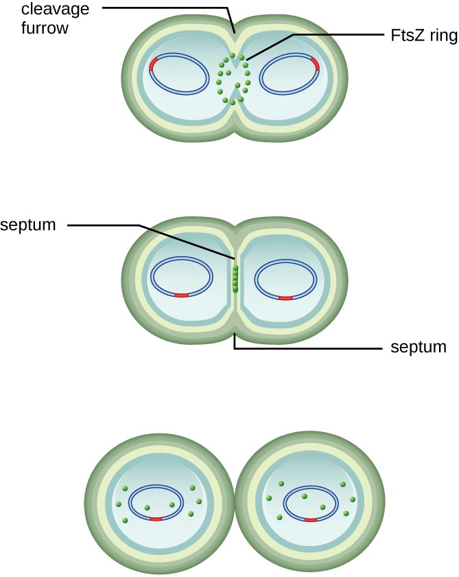 FtsZ proteins assemble to form a Z ring that is anchored to the plasma membrane. The Z ring pinches the cell envelope to separate the cytoplasm of the new cells.