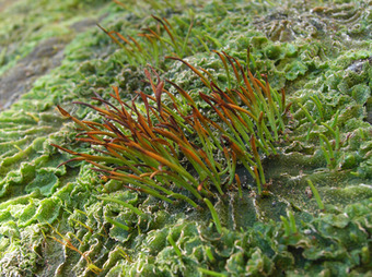 Hornworts