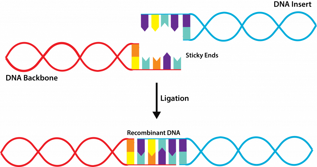 Ligation.