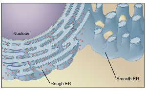 Rough Endoplasmic Reticulum (RER): Participates in protein synthesis (ribosomes in its membrane synthesize proteins). Smooth Endoplasmic Reticulum (SER): Synthesizes lipids, and stores calcium in muscle cells