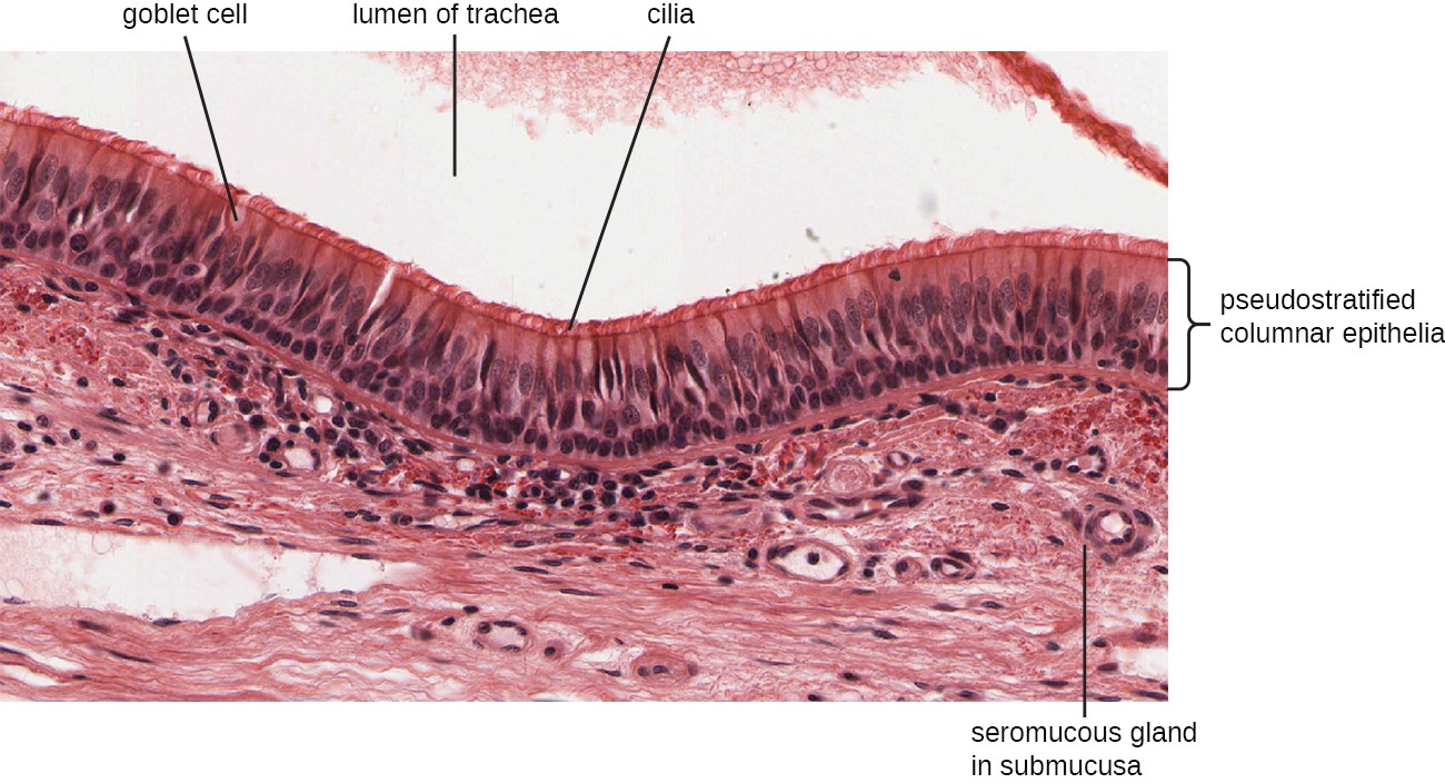This micrograph shows the structure of the mucous membrane of the respiratory tract.