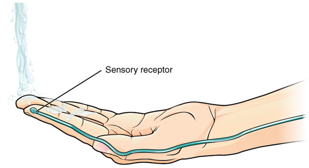 water running on hand