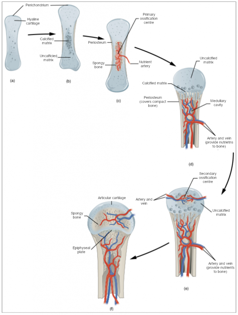 (a) Mesenchymal cells differentiate into chondrocytes. (b) The cartilage model of the future bony skeleton and the perichondrium form. (c) Capillaries penetrate cartilage. Perichondrium transforms into periosteum. Periosteal collar develops. Primary ossification centre develops. (d) Cartilage and chondrocytes continue to grow at ends of the bone. (e) Secondary ossification centres develop. (f) Cartilage remains at epiphyseal (growth) plate and at joint surface as articular cartilage.