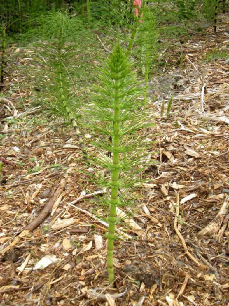  Photo shows a horsetail with a thick stem and whorls of thin stems branching from it.