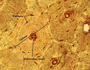 Structures - Osteon, Lacunae, Haversian Canal