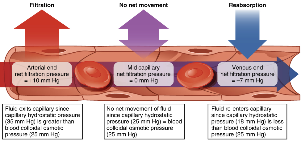 Diagram of Capillary exchange