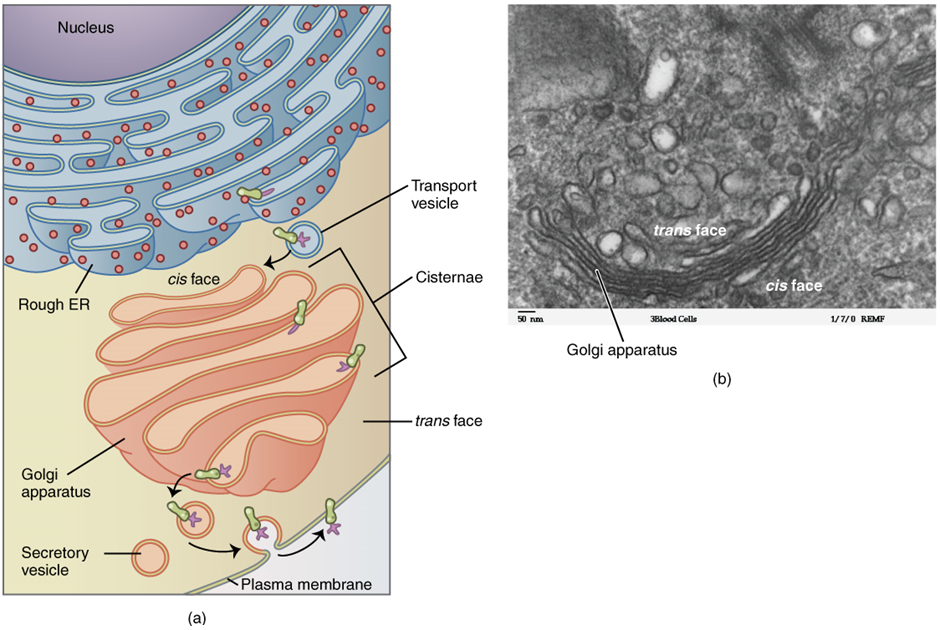 Golgi apparatus diagram