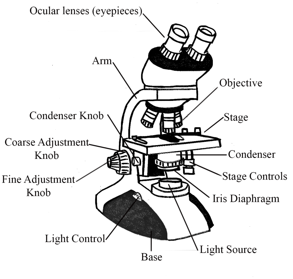 Bright-Field Microscope