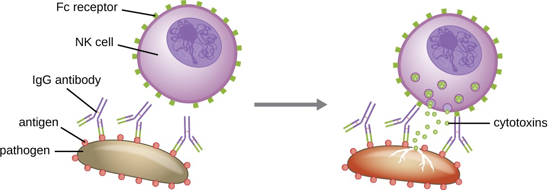 In this example of ADCC, antibodies bind to a large pathogenic cell that is too big for phagocytosis and then bind to Fc receptors on the membrane of a natural killer cell. This interaction brings the NK cell into close proximity, where it can kill the pathogen through release of lethal extracellular cytotoxins.