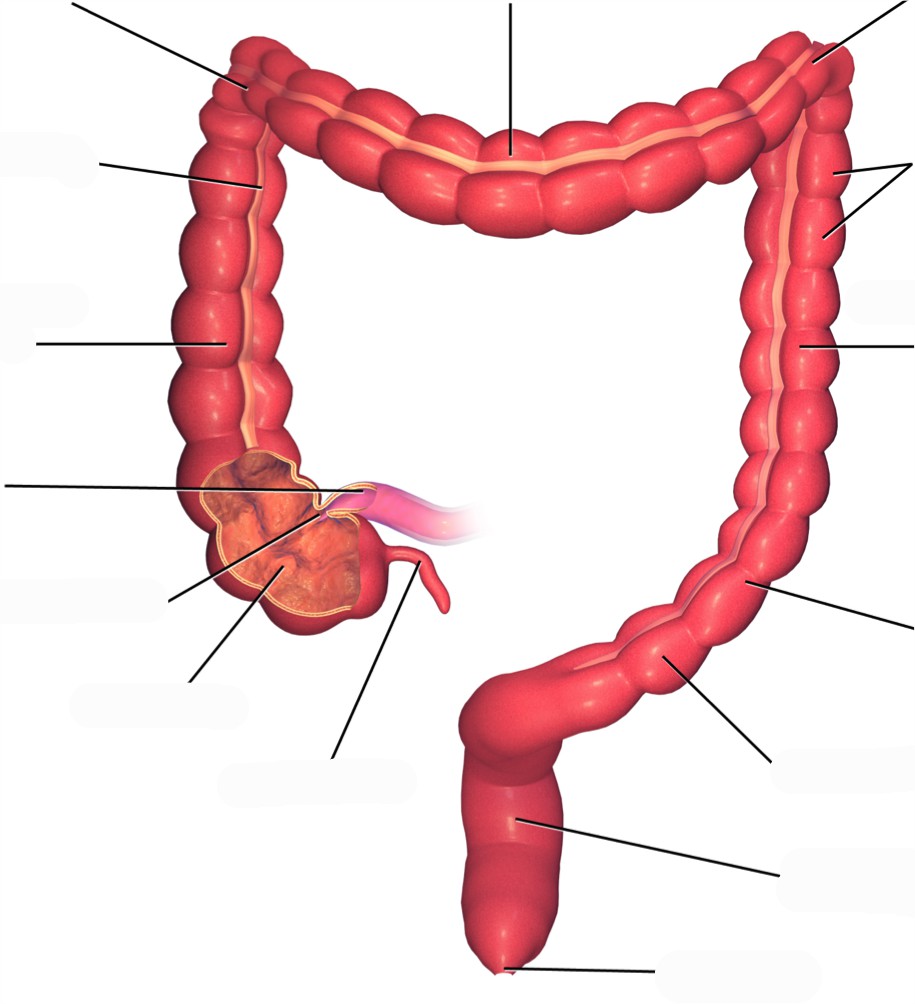 Predefined space to Label the structures and features of the large intestine