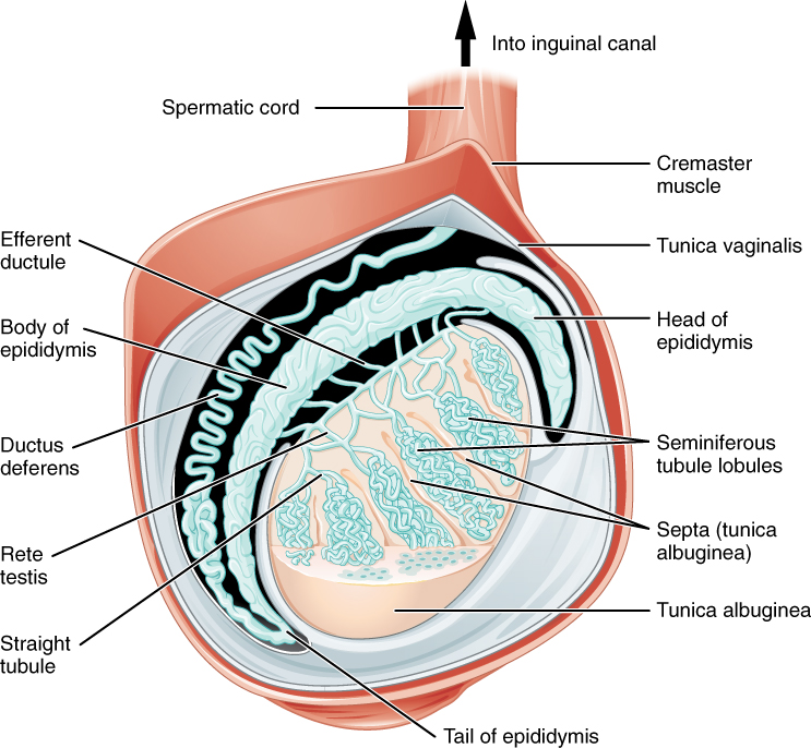 Anatomy of the testis