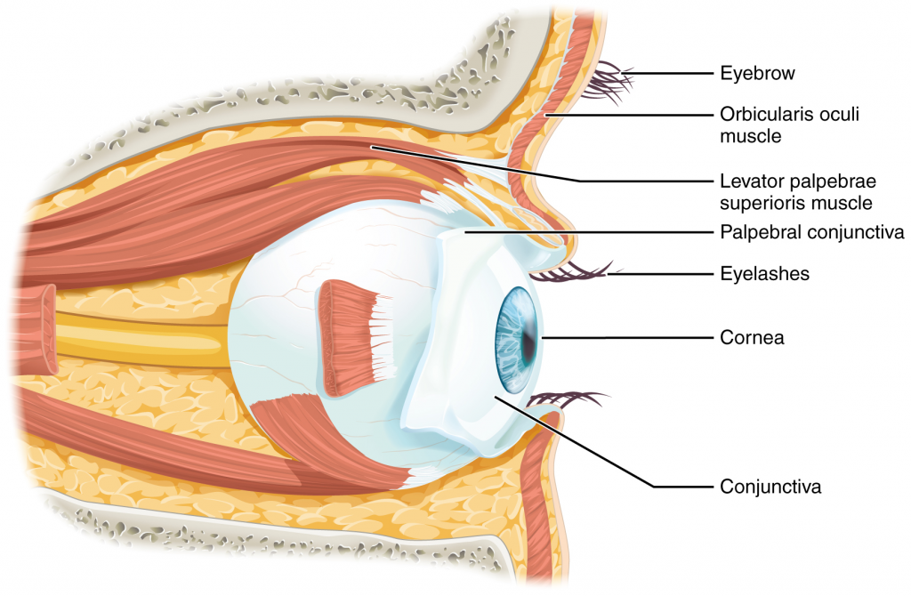 Diagram of eye in orbit