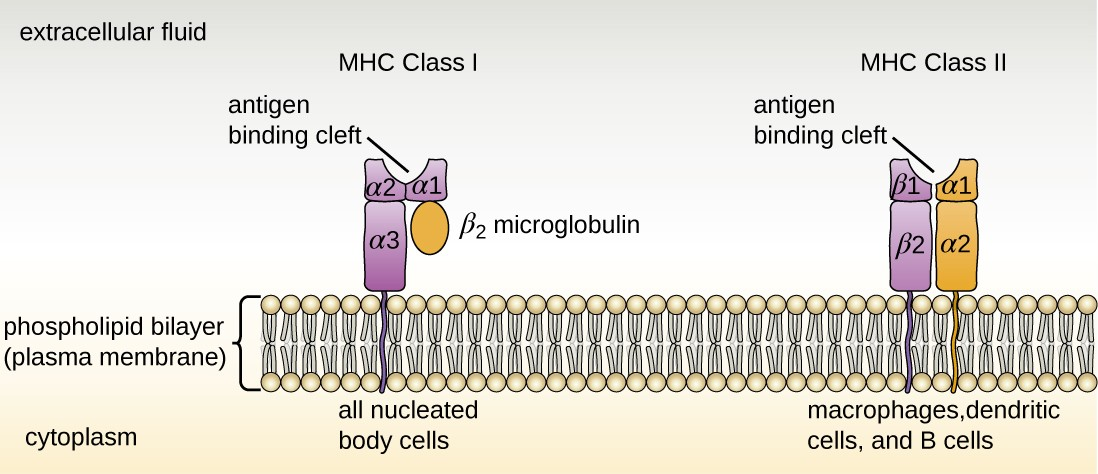 MHC I are found on all nucleated body cells, and MHC II are found on macrophages, dendritic cells, and B cells (along with MHC I). The antigen-binding cleft of MHC I is formed by domains α1 and α2. The antigen- binding cleft of MHC II is formed by domains α1 and β1.