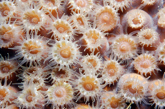 Fission