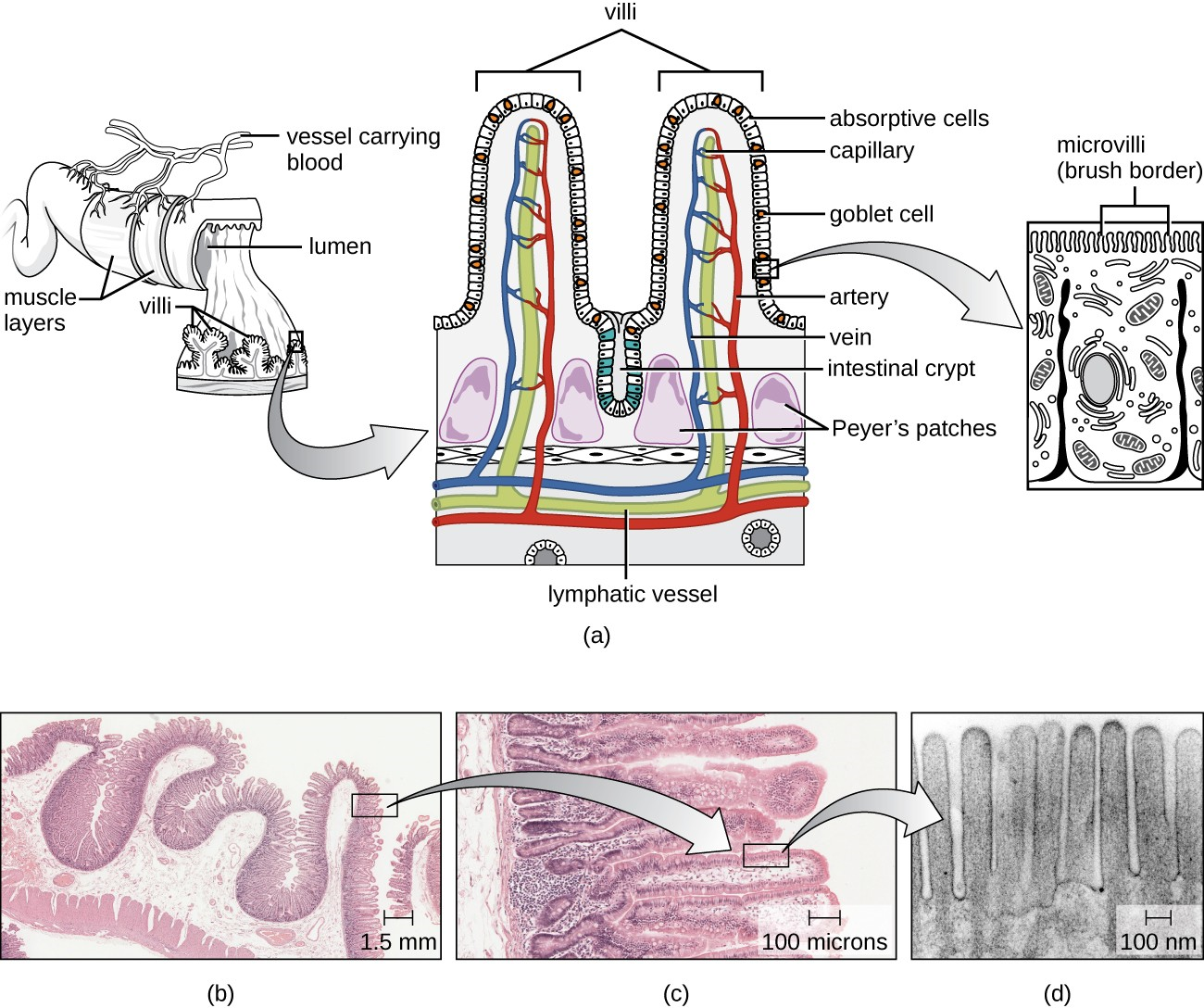 (a) The structure of the wall of the small intestine allows for the majority of nutrient absorption in the body. (b) Villi are folds in the surface of the small intestine. Microvilli are cytoplasmic extensions on individual cells that increase the surface area for absorption. (c) A light micrograph shows the shape of the villi. (d) An electron micrograph shows the shape of the microvilli.