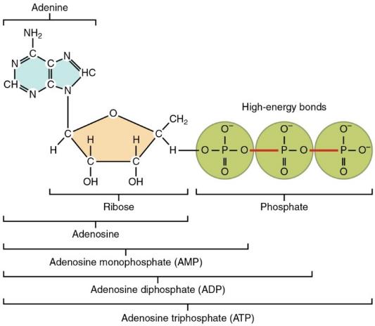 Figure 3.31 The two covalent bonds on the right of the molecule (shown in red) are high energy bonds. When an enzymatic reaction breaks them down, a large amount of energy is released. This energy is ready to be used by a cell. On the other hand, when molecules (like the ones we incorporate in our diet) are broken down by enzymes they release energy. This energy can be temporarily held on ATP molecules in the covalent bonds formed between free phosphate groups and adenosine diphosphate (ADP). Art by OpenStax College – CC-BY