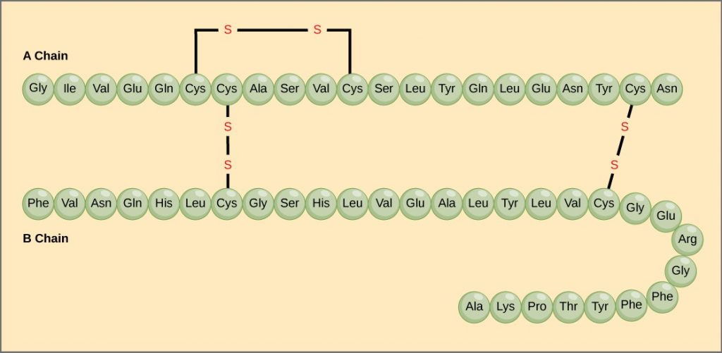 Bovine serum insulin amino acid sequence