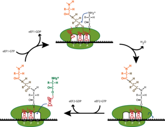 Translation elongation in eukaryotes.