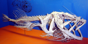 Vertebrates
