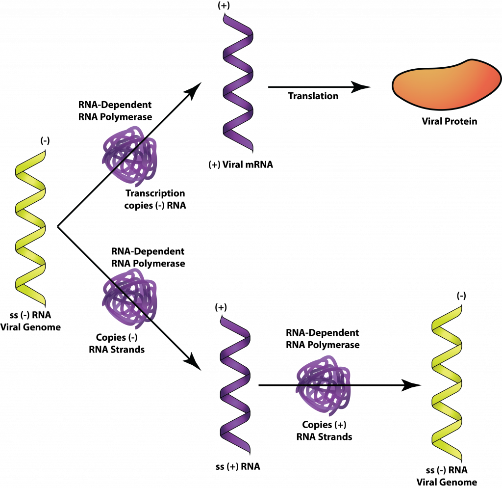 -ssRNA.