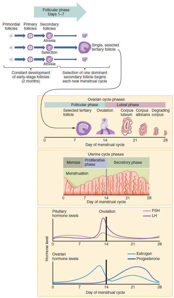 Graph of Hormone levels in ovarian and menstrual cycles