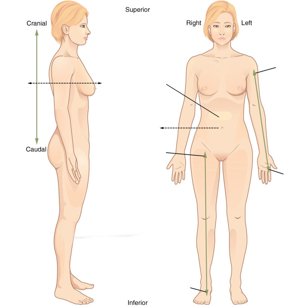 Relative location in the anatomical position - Female