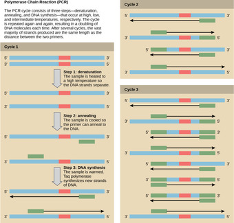PCR Amplification