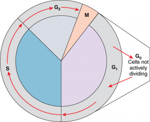 Diagram of the cycle of a cell
