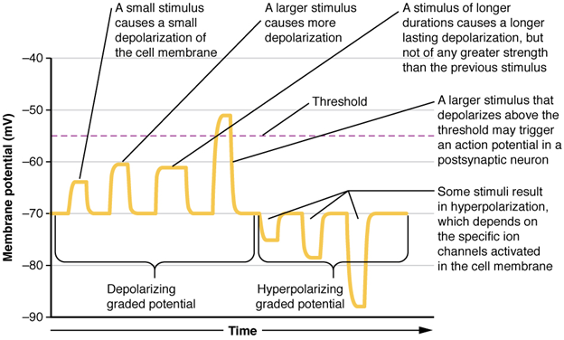 Graph on graded potential