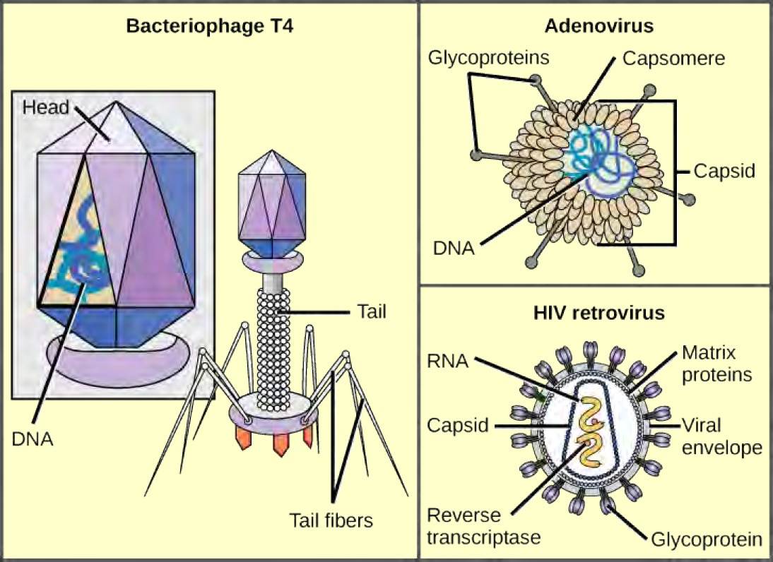 An illustration shows bacteriophage T4, which houses its DNA genome in a hexagonal head. A long, straight tail extends from the bottom of the head. Tail fibers attached to the base of the tail are bent, like spider legs. An adenovirus houses its DNA genome in a round capsid made from many small capsomere subunits. Glycoproteins extend from the capsomere, like pins from a pincushion. The HIV retrovirus houses its RNA genome and an enzyme called reverse transcriptase in a bullet-shaped capsid. A spherical viral envelope, lined with matrix proteins, surrounds the capsid. Glycoproteins extend from the viral envelope.