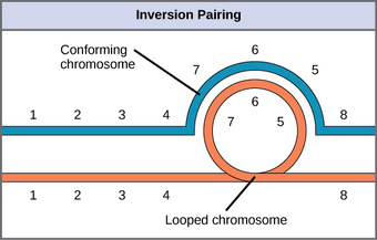 Inversion heterozygotes
