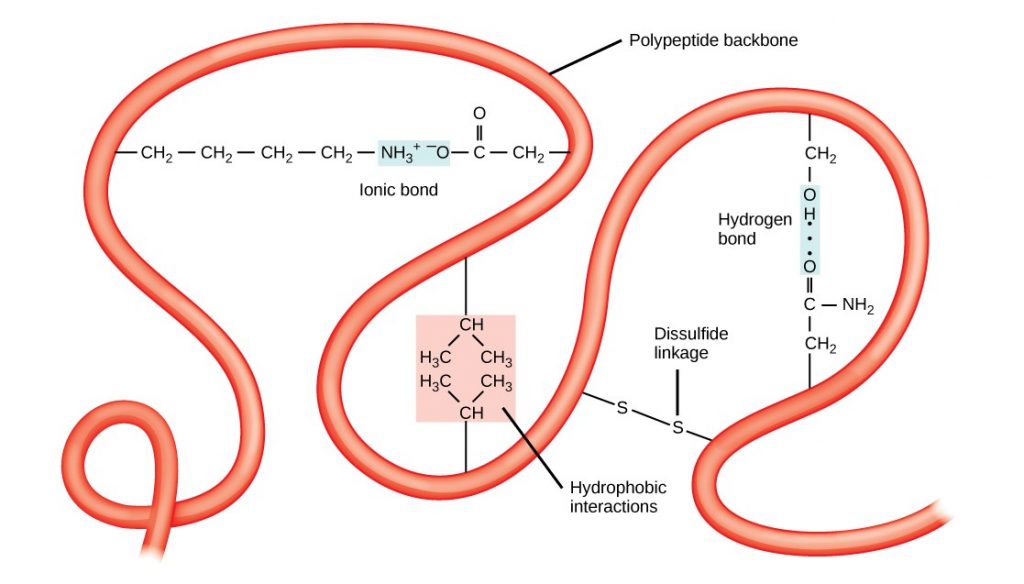 Protein tertiary structure